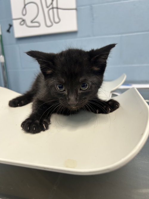Island Burst, a cat for adoption from It Takes A Village No-Kill Rescue