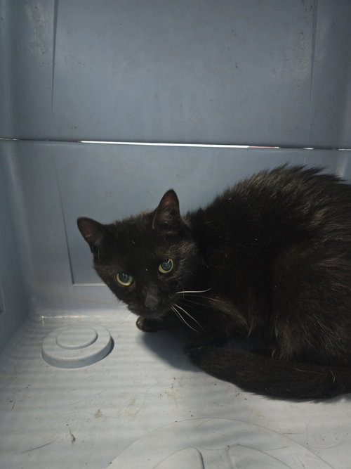 Lucky Lady, a cat for adoption from It Takes A Village No-Kill Rescue