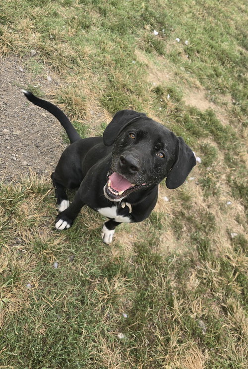 Cooper Shamus, a dog for adoption from It Takes A Village No-Kill Rescue