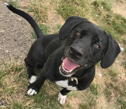 Cooper Shamus - Labrador Retriever