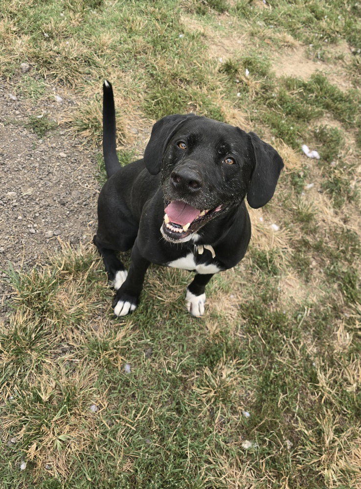 Cooper Shamus, photo 4