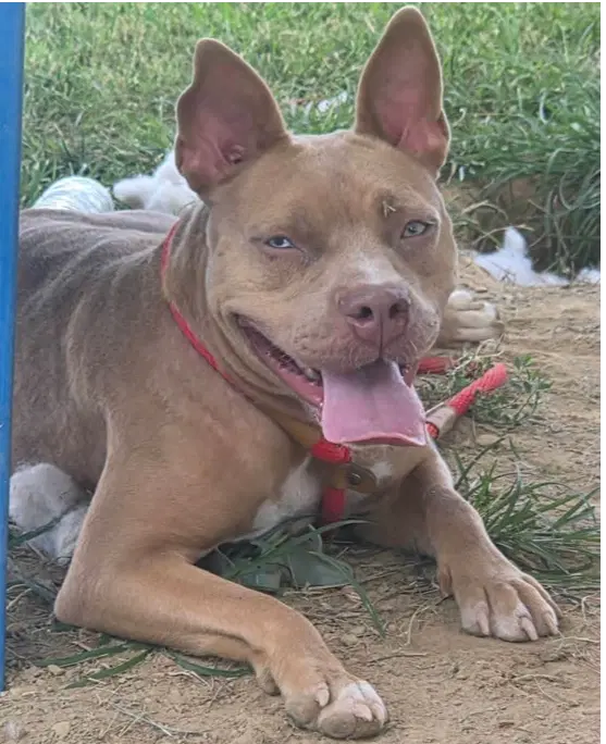 Cinderella - Pit Bull Terrier