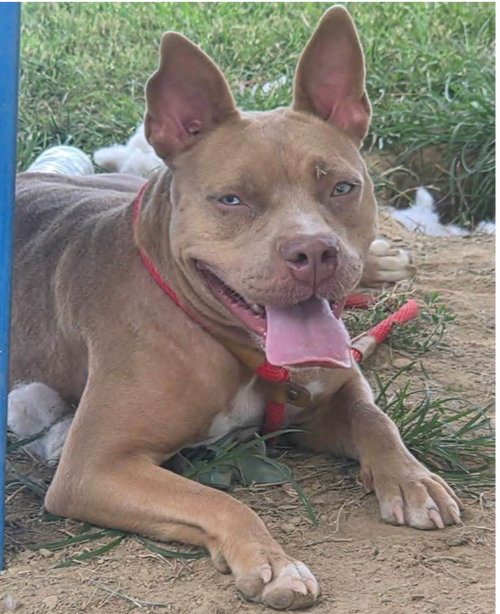 Cinderella, a dog for adoption from It Takes A Village No-Kill Rescue