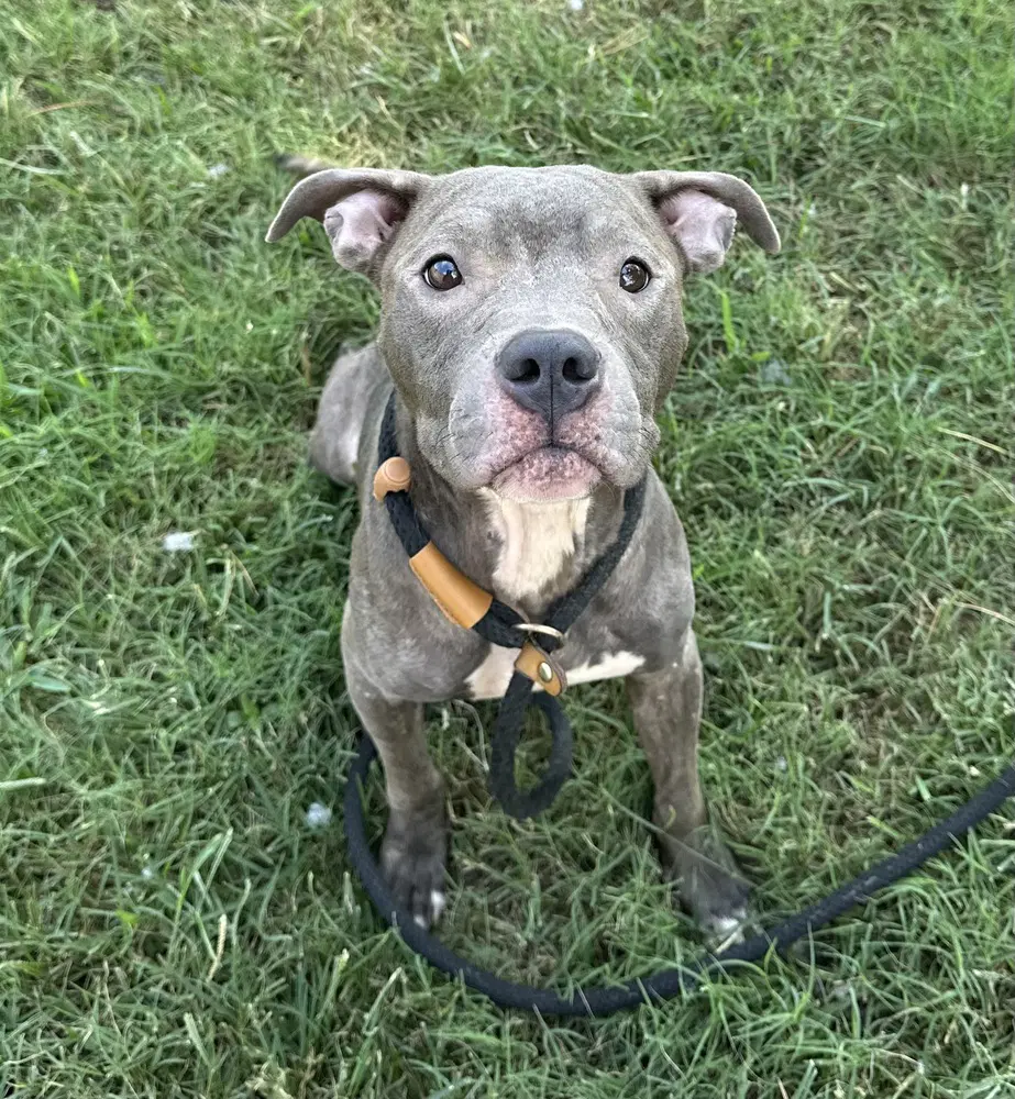 Ella Kay - Pit Bull Terrier