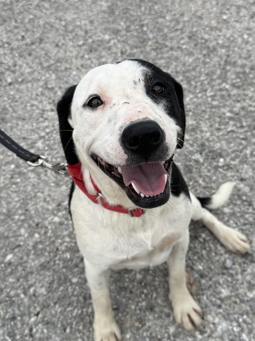 Cova, a dog for adoption from It Takes A Village No-Kill Rescue