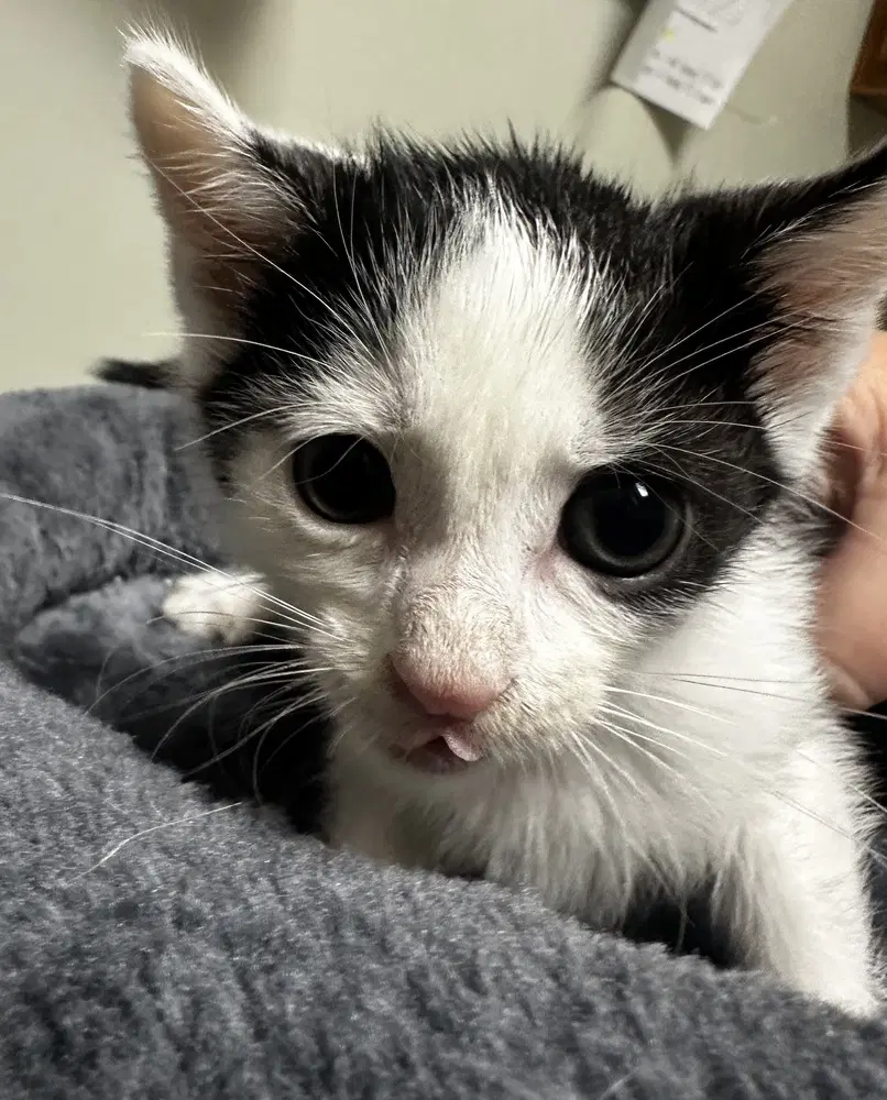 Deputy Asphalt - Domestic Short Hair