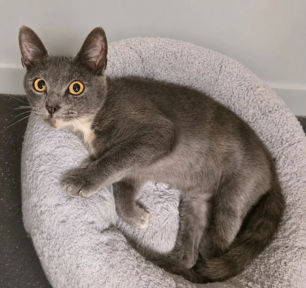Spice - Domestic Short Hair