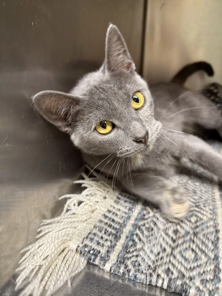 Spice image 2