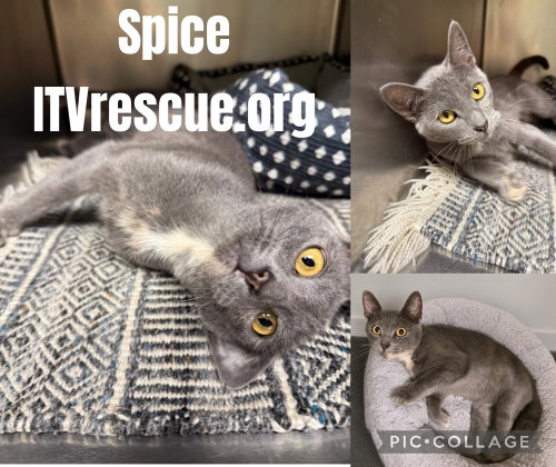 Photo 2 of Spice