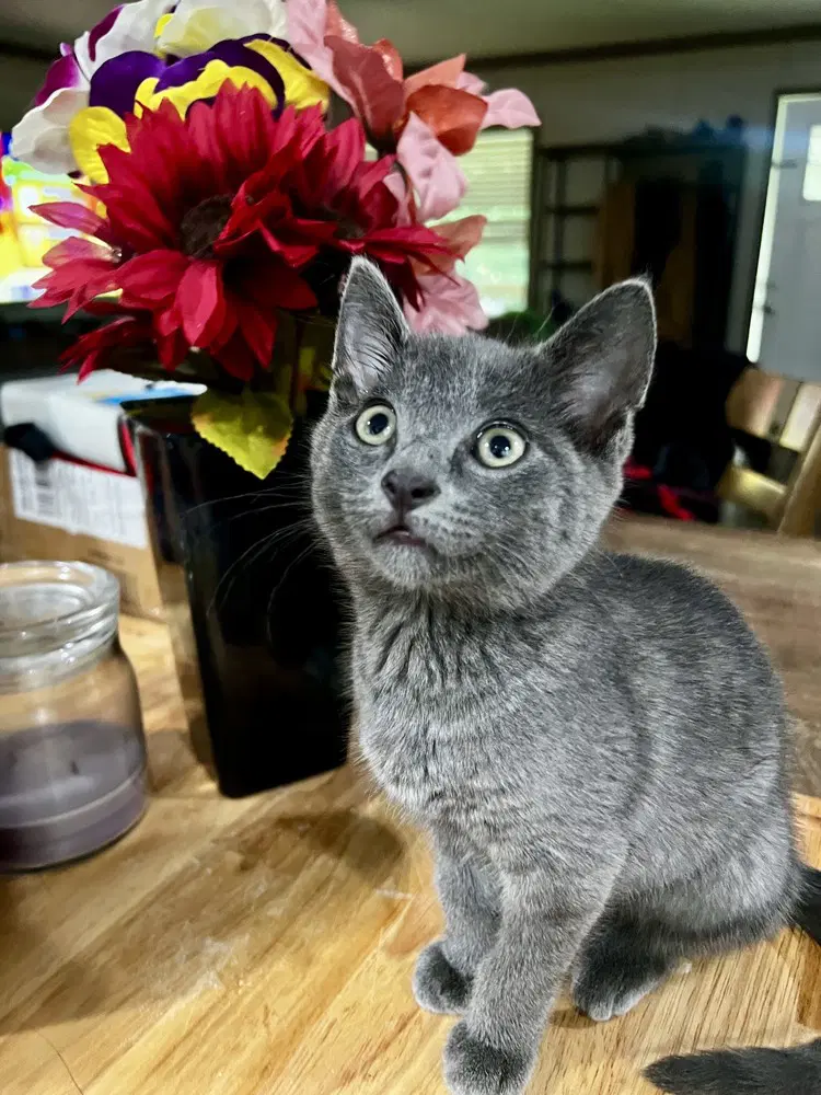 Echo - Domestic Short Hair