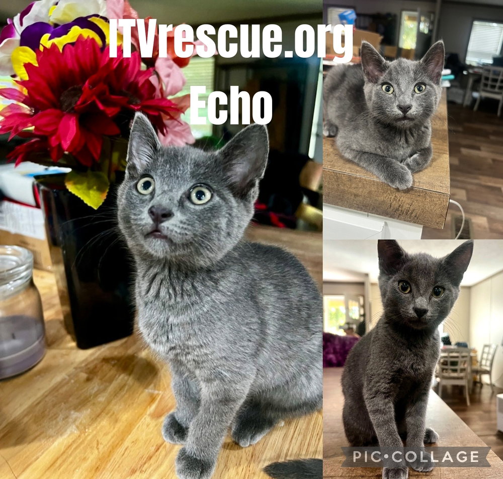 Echo, photo 2