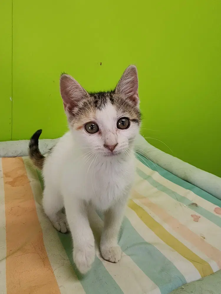 Erin - Domestic Short Hair