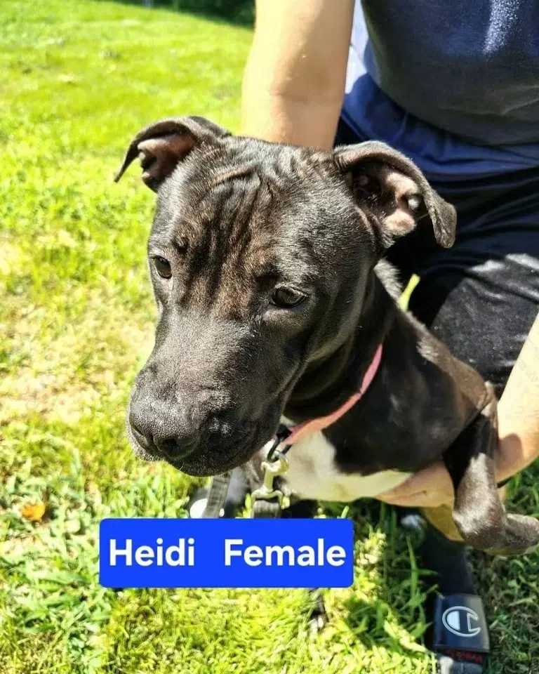 Hydra - Pit Bull Terrier