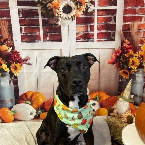 Hydra, Pit Bull Terrier / Mixed