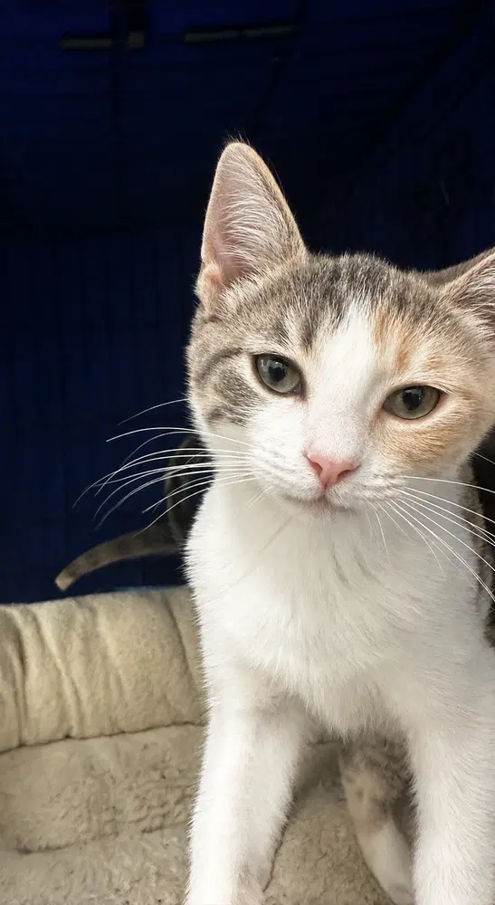Mirabelle - Domestic Short Hair