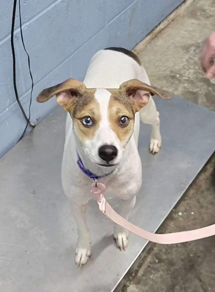 Pebble Marie - Jack Russell Terrier