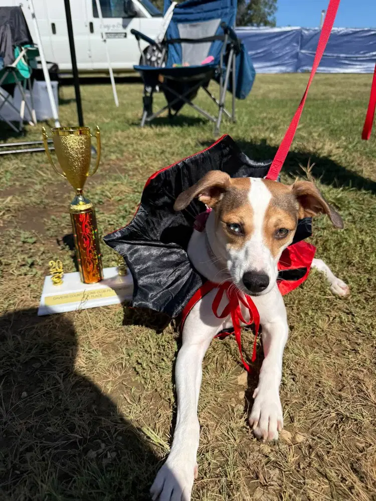 Pebble Marie - Jack Russell Terrier