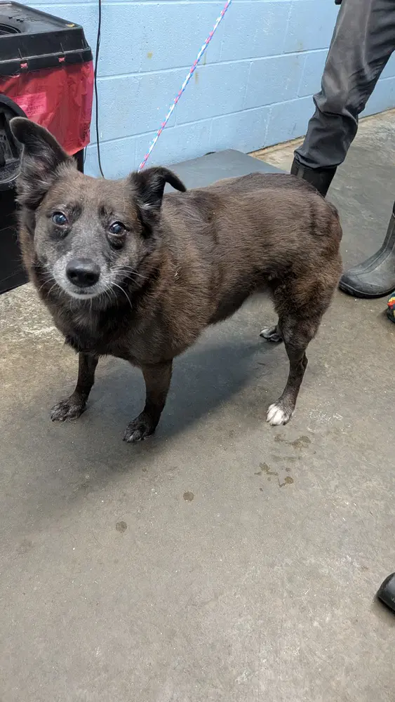 Twiggy - Australian Cattle Dog/Blue Heeler