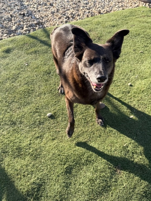 Twiggy, a dog for adoption from It Takes A Village No-Kill Rescue