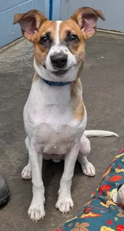 Nano - Terrier