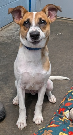 Nano, a dog for adoption from It Takes A Village No-Kill Rescue
