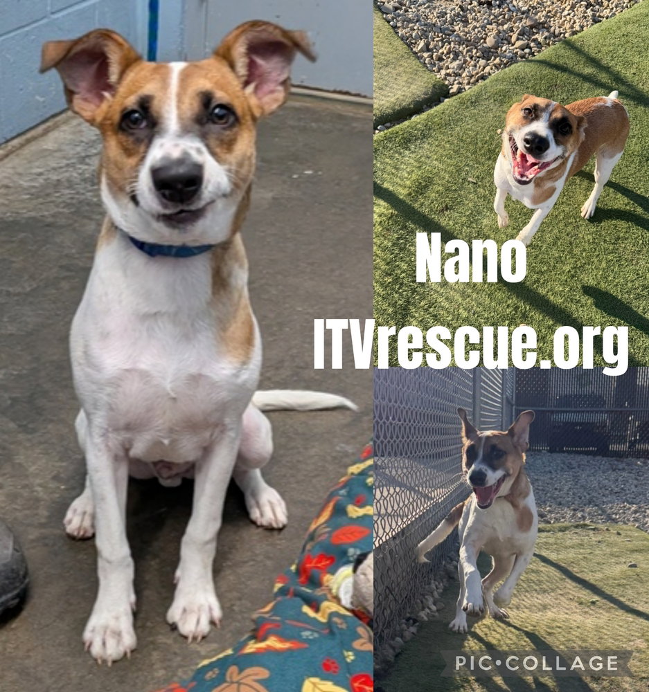 Nano, photo 2