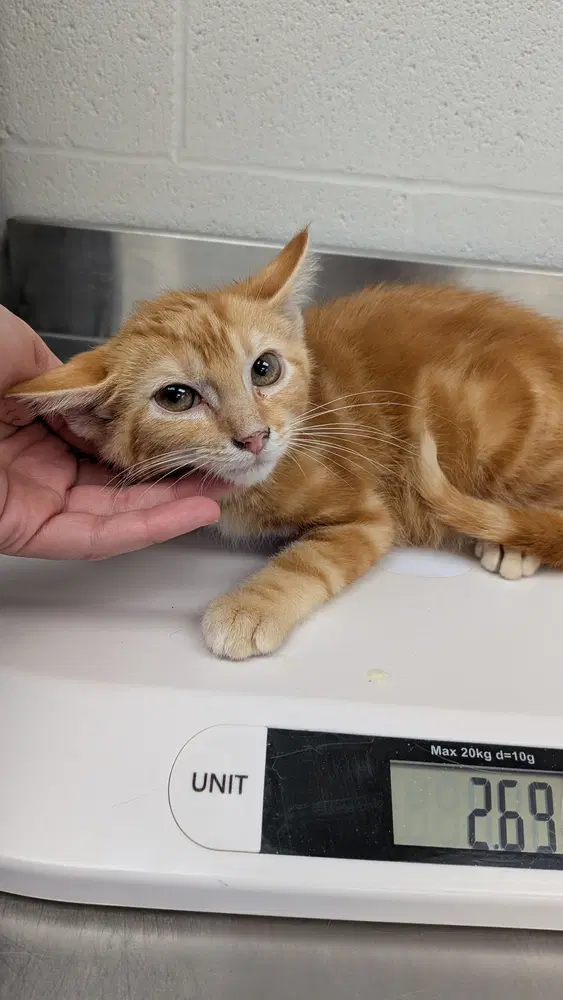 Jagger - Domestic Short Hair