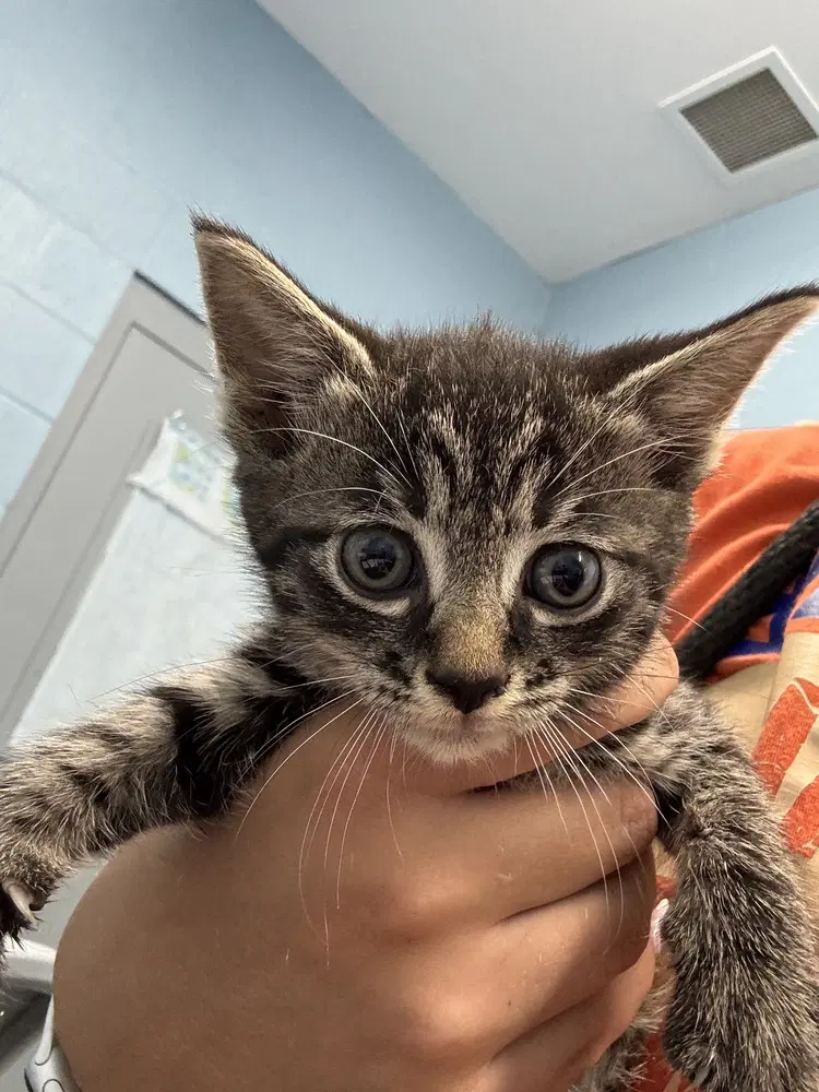 Charlie - Domestic Short Hair