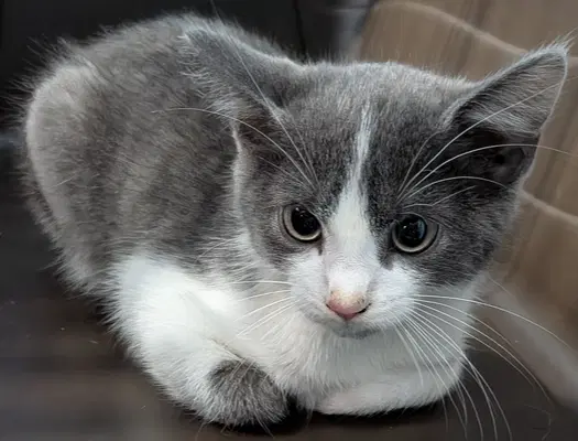Dweezil - Domestic Short Hair