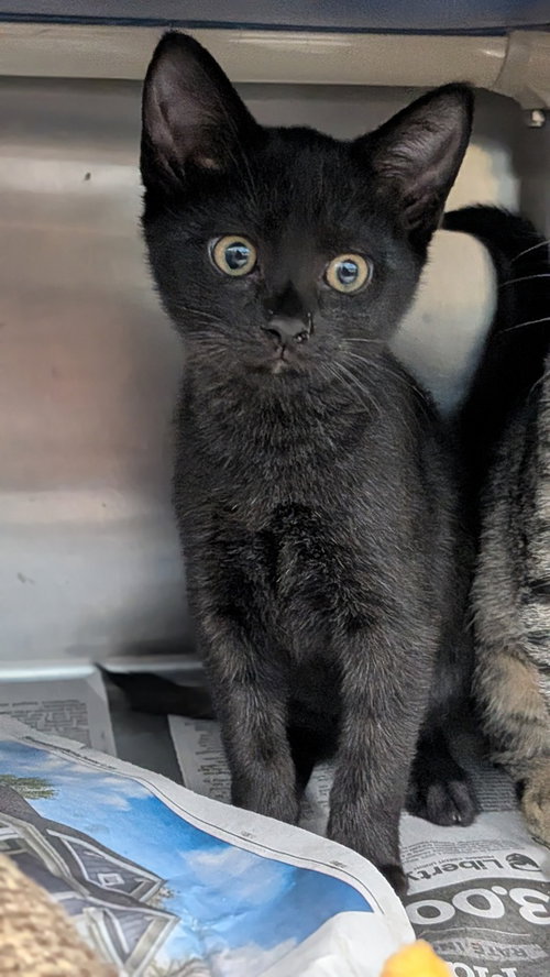 Jake Jr., a cat for adoption from It Takes A Village No-Kill Rescue
