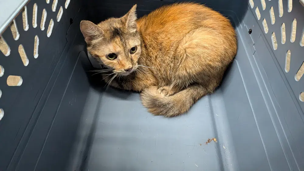 Rouge Sweet Pea - Domestic Short Hair