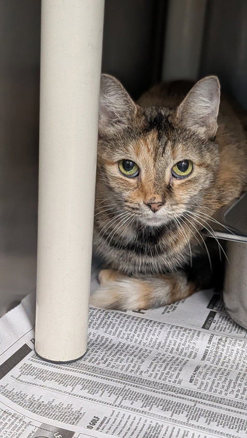 Rouge (Sweet Pea), a cat for adoption from It Takes A Village No-Kill Rescue