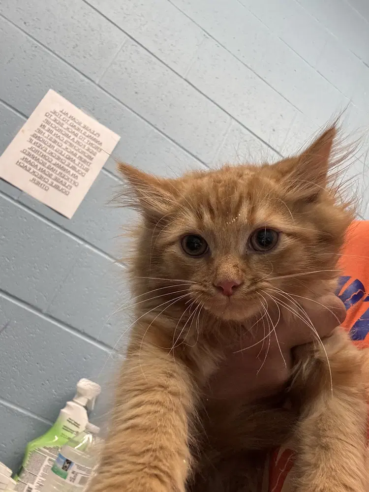 Flambo - Domestic Medium Hair