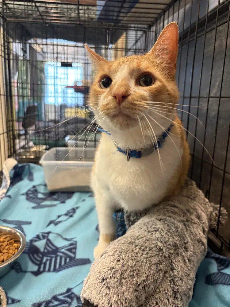 Lucky - Domestic Short Hair