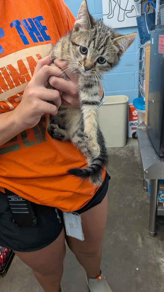 Scarab - Domestic Short Hair