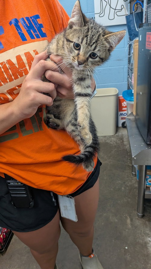 Scarab, a cat for adoption from It Takes A Village No-Kill Rescue