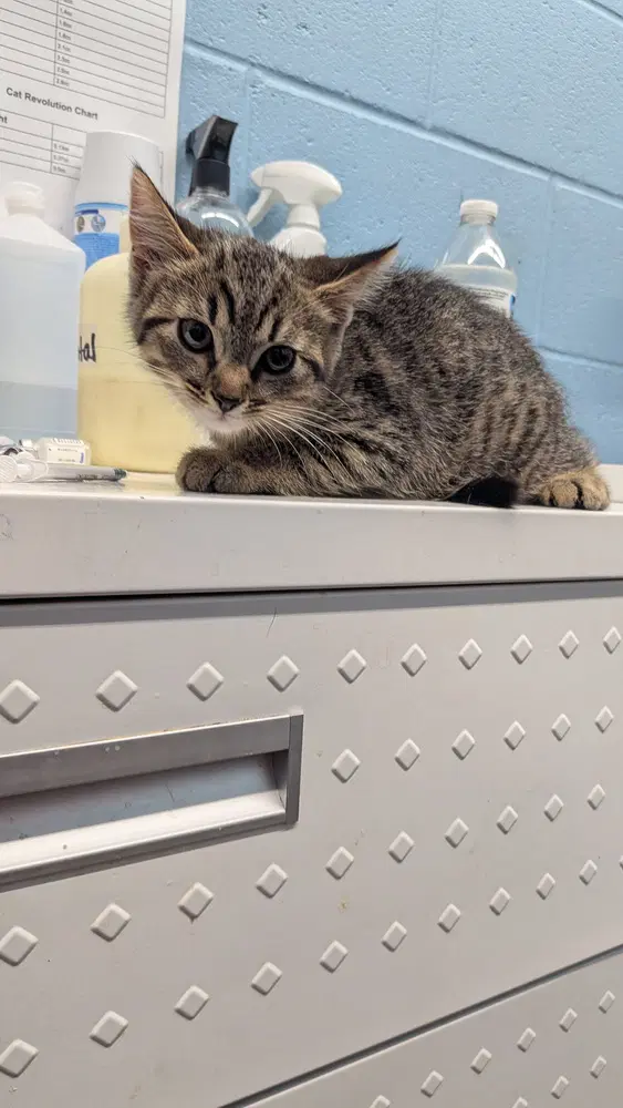 Prismo - Domestic Short Hair