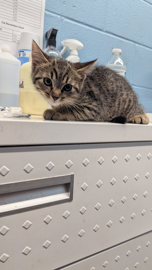 Prismo, a cat for adoption from It Takes A Village No-Kill Rescue