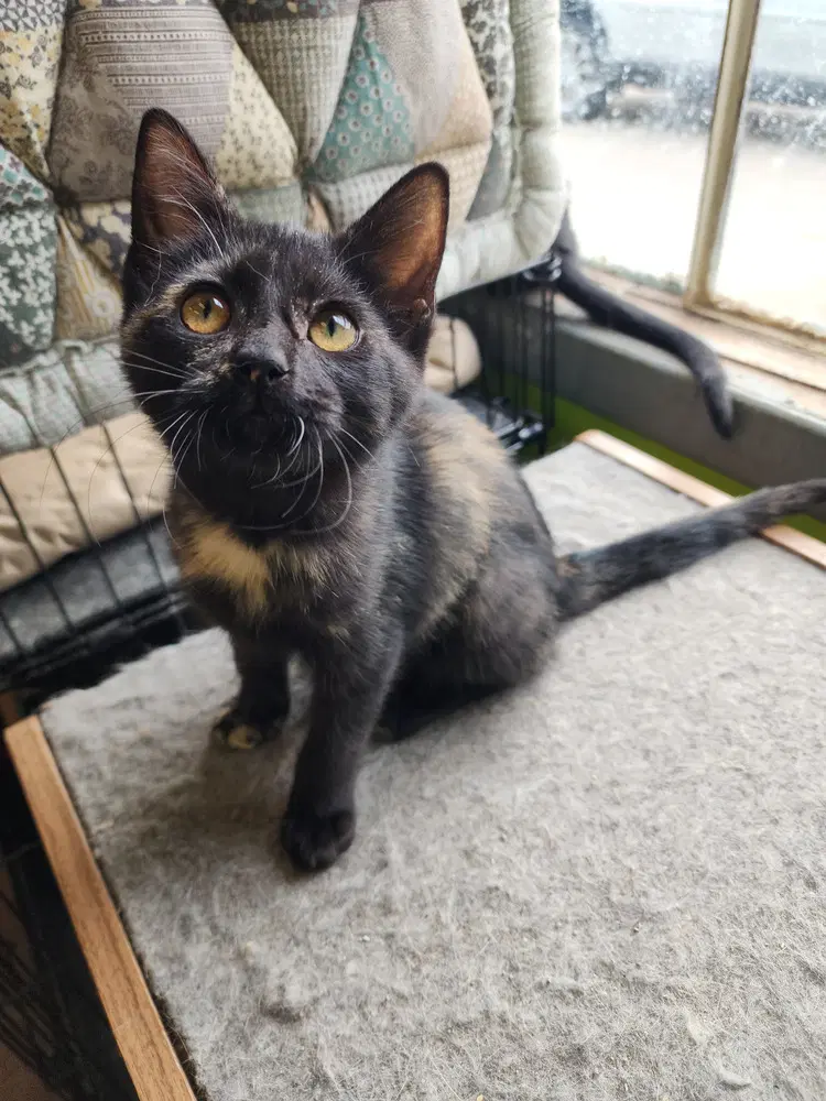 Prythia - Domestic Short Hair