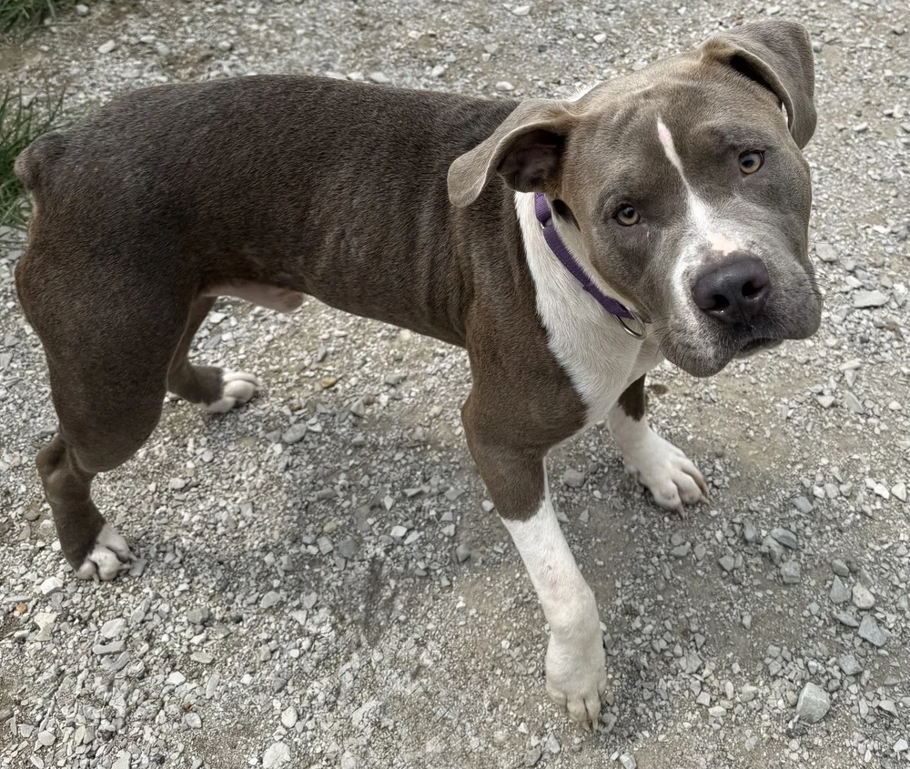 General