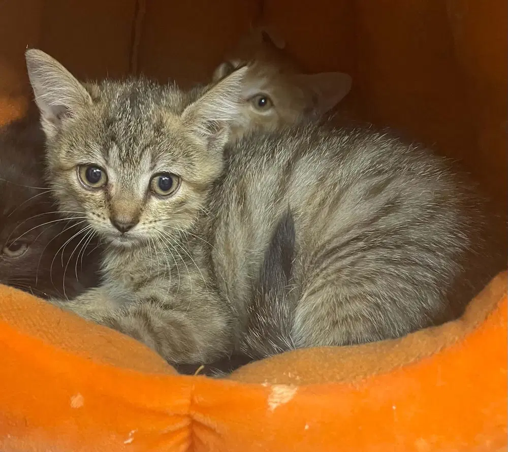 Bright Heart Raccoon - Domestic Short Hair