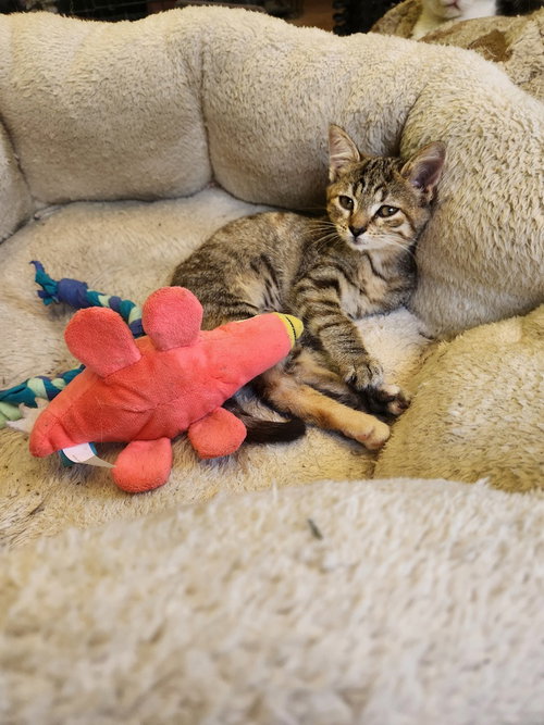 Bright Heart Raccoon, a cat for adoption from It Takes A Village No-Kill Rescue
