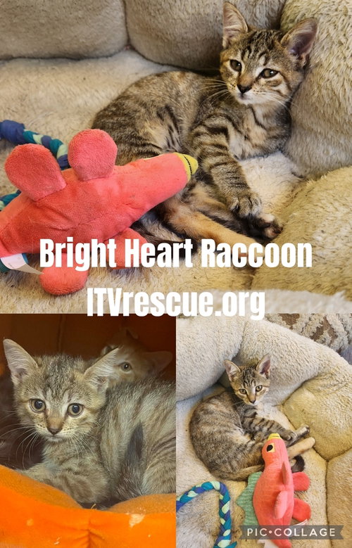 Photo 2 of Bright Heart Raccoon