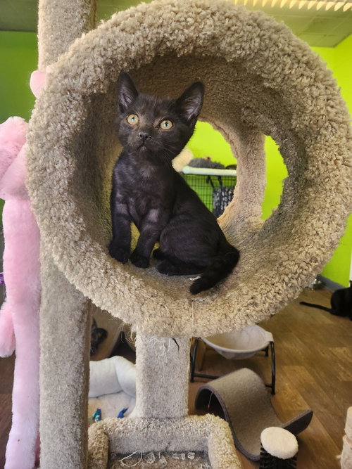 Cozy Heart Penguin, Domestic Short Hair