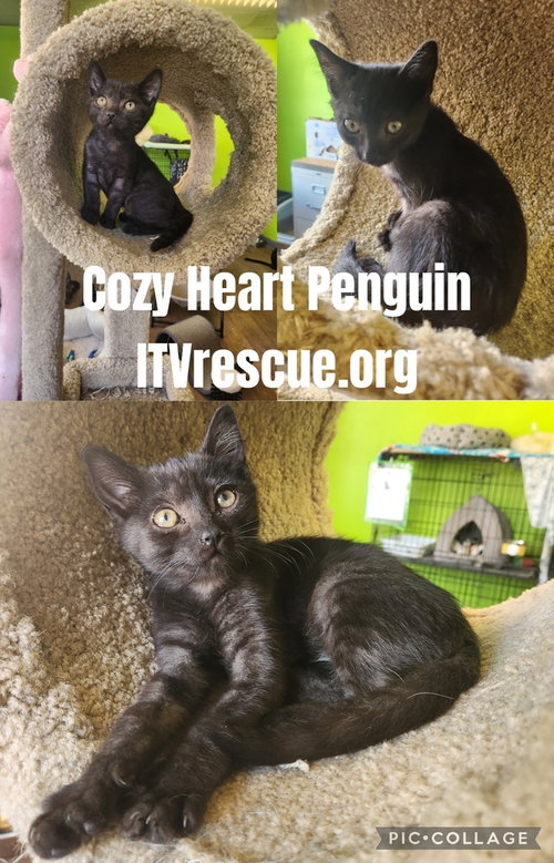 Cozy Heart Penguin, photo 2