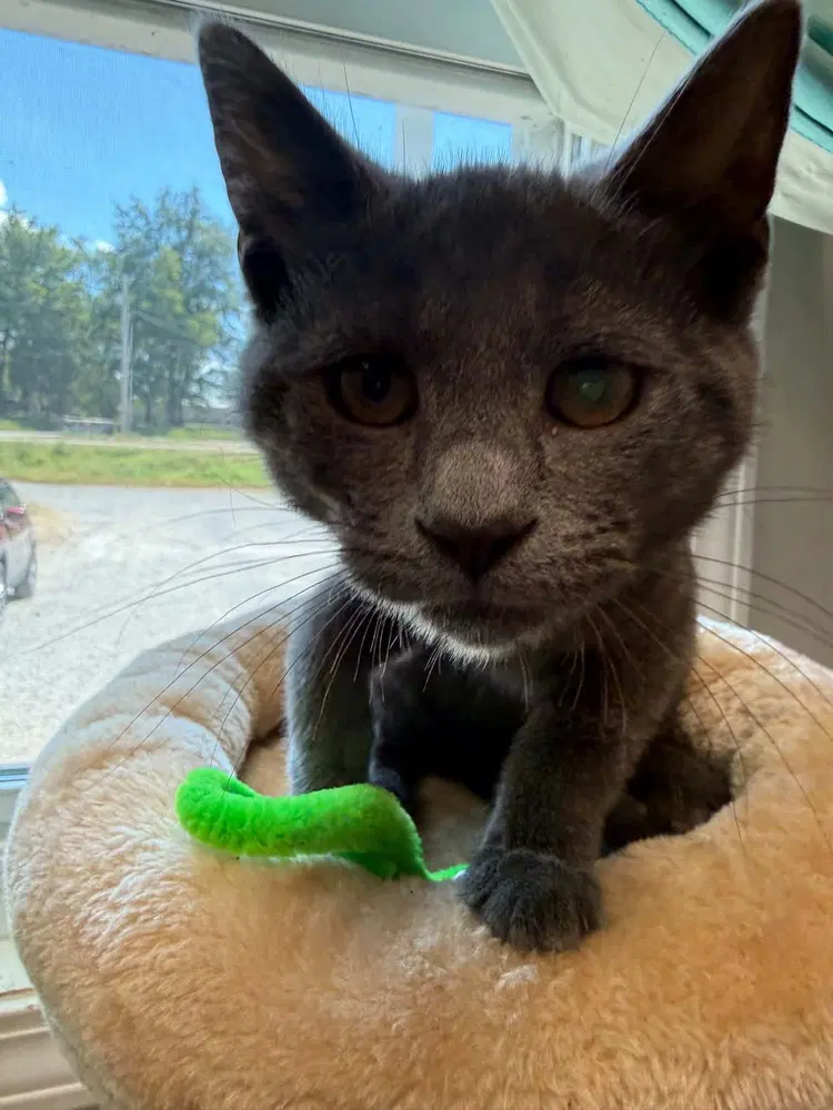 Ravenpaw - Domestic Short Hair