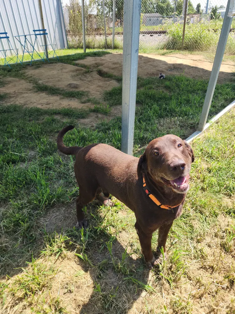 Milford - Labrador Retriever