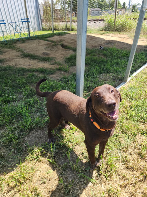 Milford, a dog for adoption from It Takes A Village No-Kill Rescue