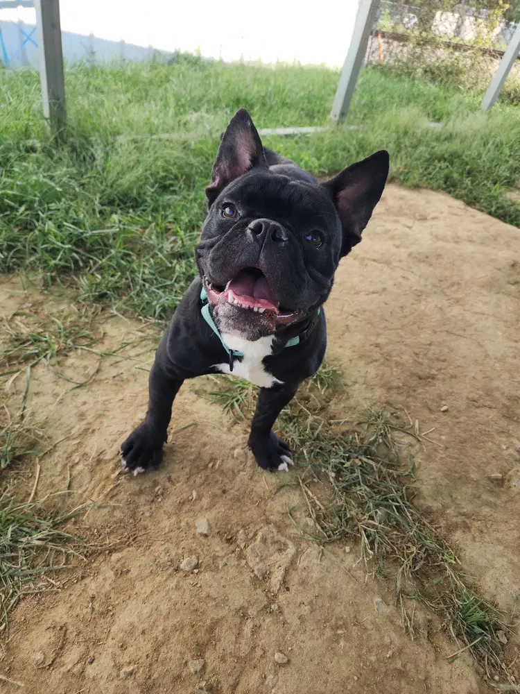Peter - Bulldog