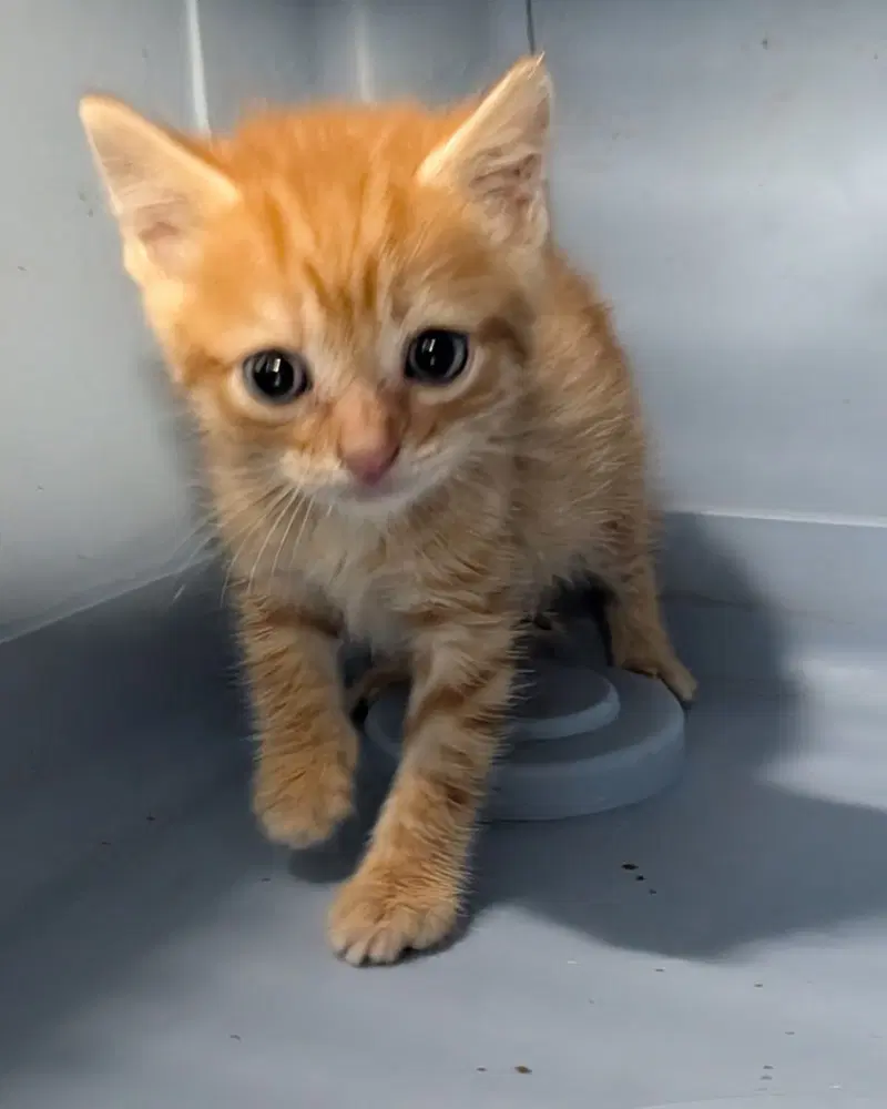 Rusty - Domestic Short Hair